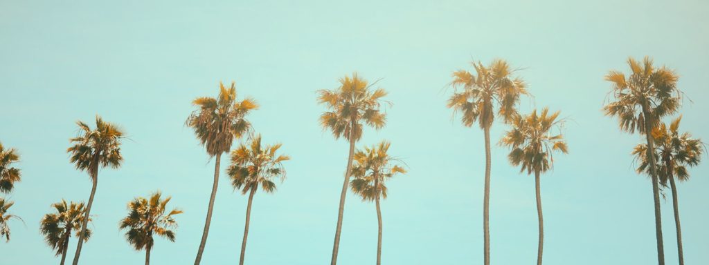 Pretty California palm trees